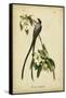 Audubon Fork-tailed Flycatcher-John James Audubon-Framed Stretched Canvas