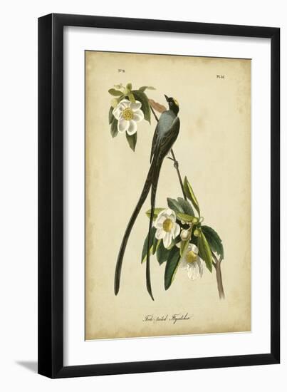 Audubon Fork-tailed Flycatcher-John James Audubon-Framed Art Print