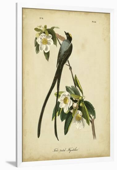 Audubon Fork-tailed Flycatcher-John James Audubon-Framed Art Print