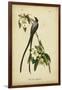 Audubon Fork-tailed Flycatcher-John James Audubon-Framed Art Print