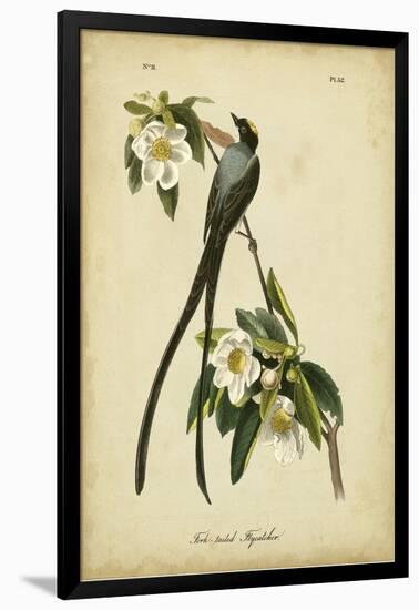 Audubon Fork-tailed Flycatcher-John James Audubon-Framed Art Print