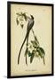 Audubon Fork-tailed Flycatcher-John James Audubon-Framed Art Print