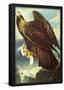 Audubon Golden Eagle Bird Art Poster Print-null-Framed Poster