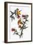 Audubon: Goldfinch-John James Audubon-Framed Giclee Print