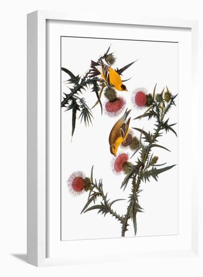 Audubon: Goldfinch-John James Audubon-Framed Giclee Print