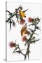 Audubon: Goldfinch-John James Audubon-Stretched Canvas