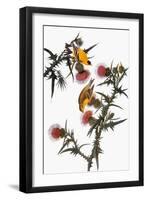 Audubon: Goldfinch-John James Audubon-Framed Premium Giclee Print