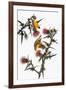 Audubon: Goldfinch-John James Audubon-Framed Giclee Print