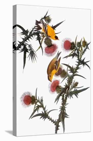 Audubon: Goldfinch-John James Audubon-Stretched Canvas