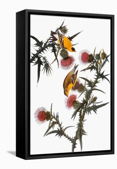 Audubon: Goldfinch-John James Audubon-Framed Stretched Canvas