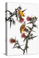 Audubon: Goldfinch-John James Audubon-Stretched Canvas