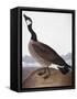 Audubon: Goose, 1827-John James Audubon-Framed Stretched Canvas