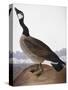 Audubon: Goose, 1827-John James Audubon-Stretched Canvas