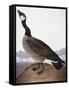 Audubon: Goose, 1827-John James Audubon-Framed Stretched Canvas