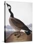 Audubon: Goose, 1827-John James Audubon-Stretched Canvas