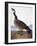 Audubon: Goose, 1827-John James Audubon-Framed Giclee Print