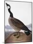 Audubon: Goose, 1827-John James Audubon-Mounted Giclee Print