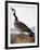 Audubon: Goose, 1827-John James Audubon-Framed Giclee Print