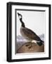 Audubon: Goose, 1827-John James Audubon-Framed Giclee Print