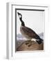 Audubon: Goose, 1827-John James Audubon-Framed Giclee Print