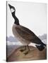 Audubon: Goose, 1827-John James Audubon-Stretched Canvas