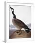 Audubon: Goose, 1827-John James Audubon-Framed Giclee Print