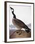 Audubon: Goose, 1827-John James Audubon-Framed Giclee Print