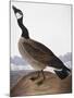 Audubon: Goose, 1827-John James Audubon-Mounted Giclee Print