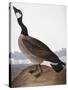 Audubon: Goose, 1827-John James Audubon-Stretched Canvas