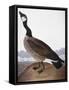 Audubon: Goose, 1827-John James Audubon-Framed Stretched Canvas
