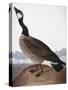 Audubon: Goose, 1827-John James Audubon-Stretched Canvas