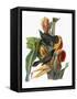 Audubon: Grackle-John James Audubon-Framed Stretched Canvas