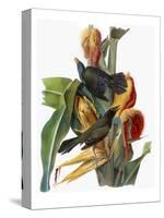 Audubon: Grackle-John James Audubon-Stretched Canvas