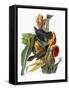 Audubon: Grackle-John James Audubon-Framed Stretched Canvas