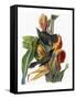 Audubon: Grackle-John James Audubon-Framed Stretched Canvas