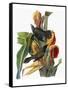 Audubon: Grackle-John James Audubon-Framed Stretched Canvas