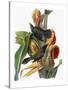Audubon: Grackle-John James Audubon-Stretched Canvas