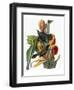 Audubon: Grackle-John James Audubon-Framed Premium Giclee Print