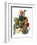 Audubon: Grackle-John James Audubon-Framed Premium Giclee Print