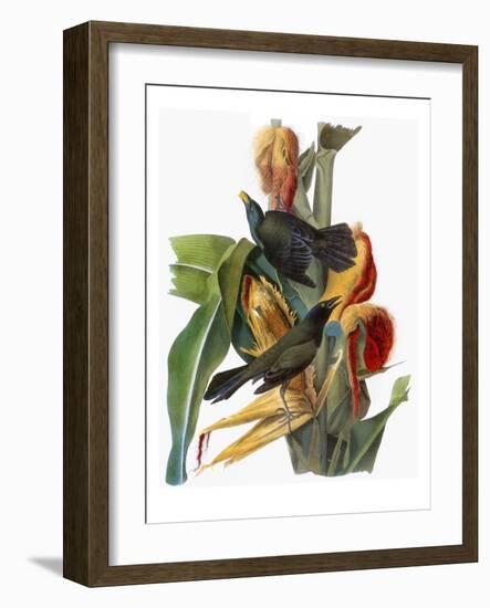 Audubon: Grackle-John James Audubon-Framed Giclee Print