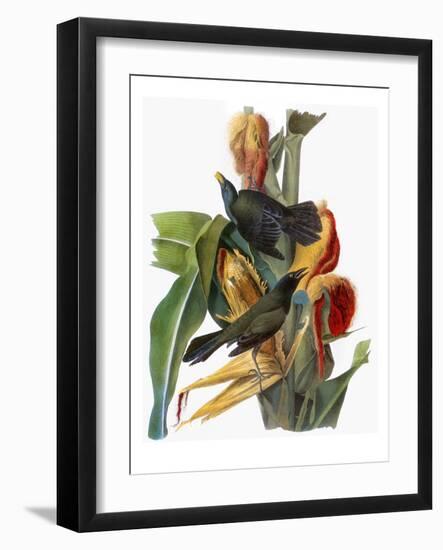 Audubon: Grackle-John James Audubon-Framed Giclee Print