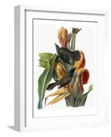 Audubon: Grackle-John James Audubon-Framed Giclee Print