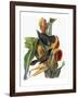 Audubon: Grackle-John James Audubon-Framed Giclee Print