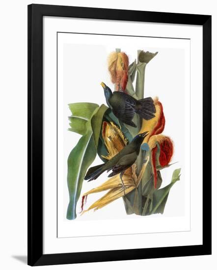 Audubon: Grackle-John James Audubon-Framed Giclee Print