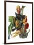 Audubon: Grackle-John James Audubon-Framed Giclee Print