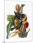 Audubon: Grackle-John James Audubon-Mounted Giclee Print
