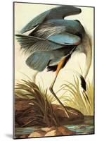 Audubon Great Blue Heron Bird Art Poster Print-null-Mounted Poster