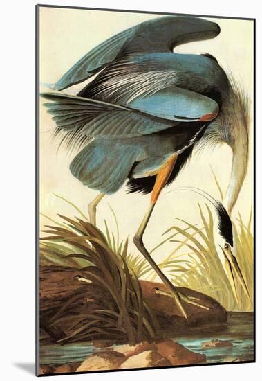 Audubon Great Blue Heron Bird Art Poster Print-null-Mounted Poster