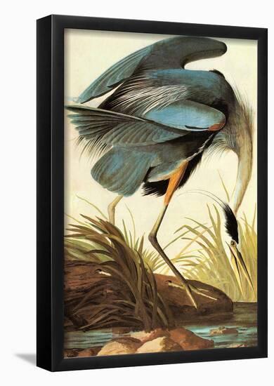 Audubon Great Blue Heron Bird Art Poster Print-null-Framed Poster
