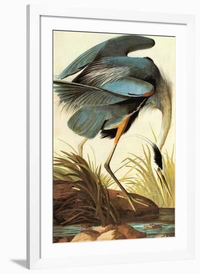 Audubon Great Blue Heron Bird-null-Framed Art Print